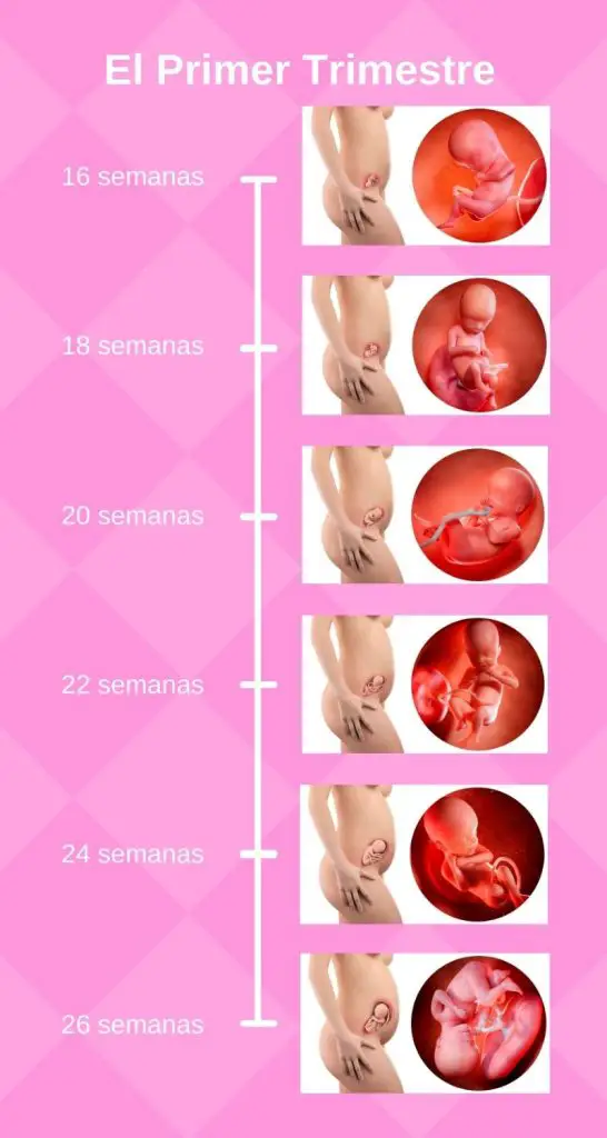 etapas del embarazo mes a mes segundo trimestre
